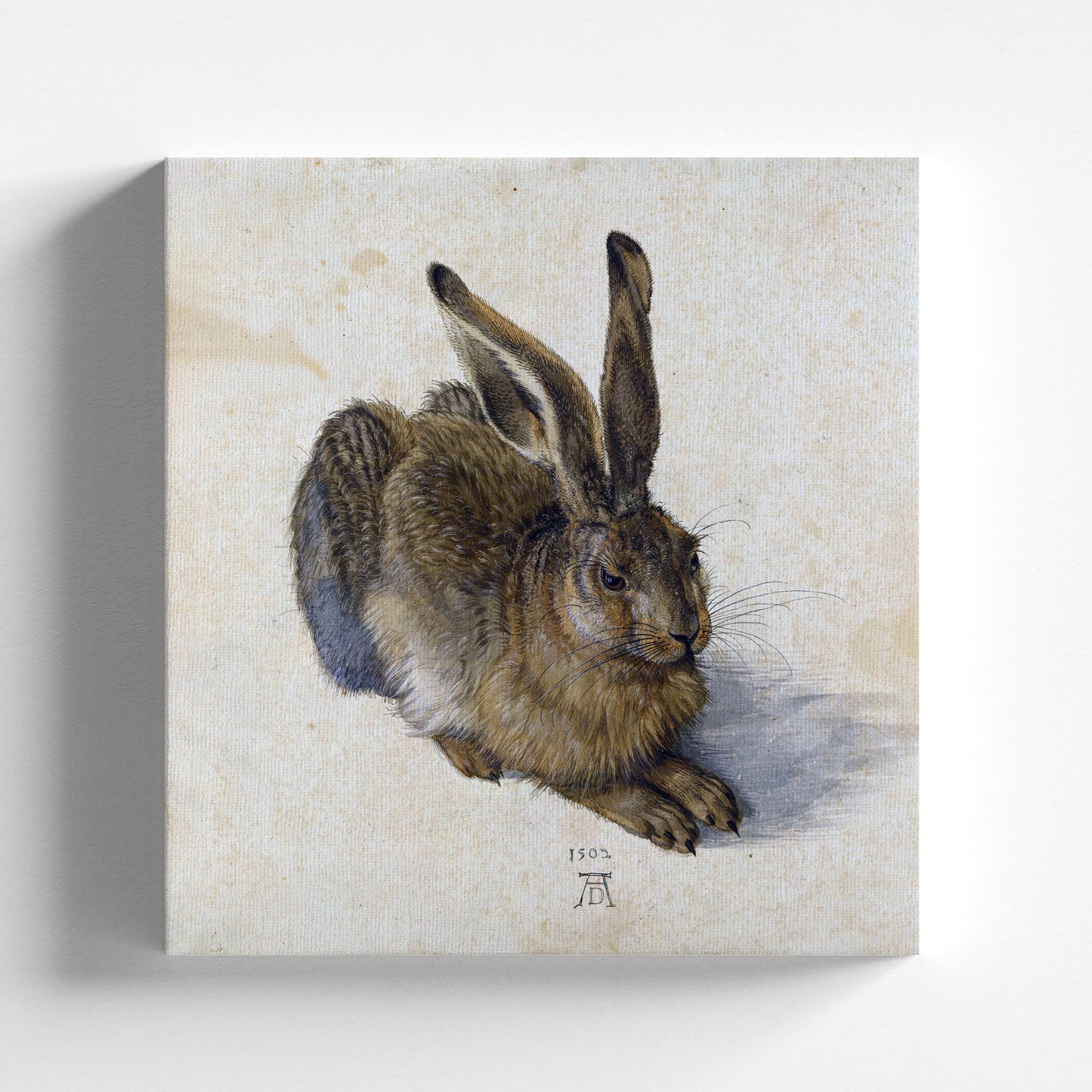 Young Hare by Albrecht Dürer 1502 | Renaissance Art Print (B4099)